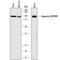 Karyopherin Subunit Beta 1 antibody, MAB8209, R&D Systems, Western Blot image 