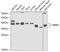 Nuclear Receptor Binding Factor 2 antibody, 22-242, ProSci, Western Blot image 