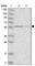 Glutaminyl-tRNA synthase-like protein 1 antibody, HPA029587, Atlas Antibodies, Western Blot image 