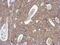 Actin Related Protein 3 antibody, PA5-30354, Invitrogen Antibodies, Immunohistochemistry frozen image 