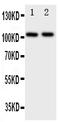 Tight Junction Protein 3 antibody, PA1973, Boster Biological Technology, Western Blot image 