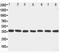 Mitogen-Activated Protein Kinase Kinase 6 antibody, PA1921, Boster Biological Technology, Western Blot image 