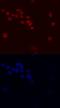 Zinc Finger And BTB Domain Containing 16 antibody, MAB2944, R&D Systems, Immunofluorescence image 