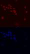 Zinc finger and BTB domain-containing protein 16 antibody, MAB2944, R&D Systems, Immunofluorescence image 