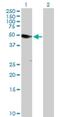 Ankyrin Repeat And Sterile Alpha Motif Domain Containing 1A antibody, H00023294-B01P, Novus Biologicals, Western Blot image 