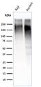 KI-67 antibody, AE00190, Aeonian Biotech, Western Blot image 