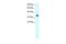 Forkhead box protein F1 antibody, PA5-40516, Invitrogen Antibodies, Western Blot image 