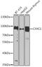 CXXC Finger Protein 1 antibody, GTX65832, GeneTex, Western Blot image 