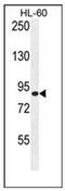 Doublecortin domain-containing protein 5 antibody, AP51197PU-N, Origene, Western Blot image 