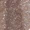 NFKB Inhibitor Alpha antibody, NBP1-87761, Novus Biologicals, Immunohistochemistry paraffin image 