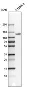 XPO1 antibody, HPA042933, Atlas Antibodies, Western Blot image 