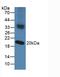 Nucleoredoxin antibody, LS-C295703, Lifespan Biosciences, Western Blot image 