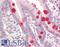 Cyclin N-Terminal Domain Containing 2 antibody, LS-B8535, Lifespan Biosciences, Immunohistochemistry frozen image 
