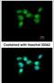 Eukaryotic Translation Initiation Factor 4A3 antibody, PA5-30329, Invitrogen Antibodies, Immunofluorescence image 