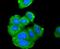 Adiponectin Receptor 1 antibody, NBP2-67631, Novus Biologicals, Immunocytochemistry image 