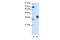 Paired Like Homeodomain 1 antibody, PA5-41438, Invitrogen Antibodies, Western Blot image 