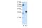 Pituitary homeobox 1 antibody, PA5-41438, Invitrogen Antibodies, Western Blot image 