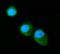 Annexin A6 antibody, M03735-1, Boster Biological Technology, Immunofluorescence image 