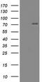 CCR4-NOT Transcription Complex Subunit 4 antibody, LS-C173629, Lifespan Biosciences, Western Blot image 