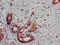 Doublecortin Like Kinase 1 antibody, LS-C671432, Lifespan Biosciences, Immunohistochemistry paraffin image 