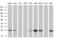 Regulator Of G Protein Signaling 5 antibody, MA5-25583, Invitrogen Antibodies, Western Blot image 