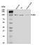 Toll Like Receptor 6 antibody, A01914-2, Boster Biological Technology, Western Blot image 