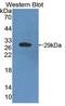 Cysteine Rich Secretory Protein 2 antibody, LS-C373349, Lifespan Biosciences, Western Blot image 
