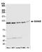 Glucosidase II Alpha Subunit antibody, A305-005A, Bethyl Labs, Western Blot image 