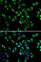 Eukaryotic Translation Initiation Factor 3 Subunit C antibody, LS-C346189, Lifespan Biosciences, Immunofluorescence image 