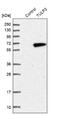 TUB Like Protein 3 antibody, NBP1-86897, Novus Biologicals, Western Blot image 