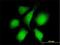 RAN Binding Protein 3 antibody, H00008498-M01, Novus Biologicals, Immunofluorescence image 