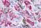 G Protein-Coupled Receptor 161 antibody, NLS333, Novus Biologicals, Immunohistochemistry frozen image 