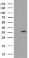Glyoxylate And Hydroxypyruvate Reductase antibody, NBP2-03348, Novus Biologicals, Western Blot image 
