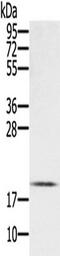 EP300 Interacting Inhibitor Of Differentiation 1 antibody, TA349923, Origene, Western Blot image 