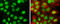 Regulator Of Chromosome Condensation 1 antibody, GTX104590, GeneTex, Immunocytochemistry image 