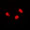 Lysine Acetyltransferase 5 antibody, orb382454, Biorbyt, Immunofluorescence image 