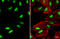 POU Class 3 Homeobox 1 antibody, GTX134063, GeneTex, Immunofluorescence image 