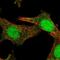 Suppressor Of Cytokine Signaling 4 antibody, NBP2-58238, Novus Biologicals, Immunofluorescence image 