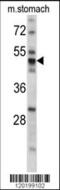 Protein Disulfide Isomerase Family A Member 6 antibody, 62-385, ProSci, Western Blot image 