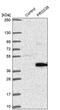 Serine Protease 38 antibody, PA5-55748, Invitrogen Antibodies, Western Blot image 