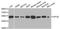 Apolipoprotein E antibody, LS-C747506, Lifespan Biosciences, Western Blot image 