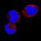 Interleukin 18 antibody, AF2548, R&D Systems, Immunofluorescence image 