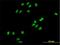 Charged Multivesicular Body Protein 1A antibody, H00005119-B02P, Novus Biologicals, Immunofluorescence image 