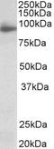 Neuroligin 4 X-Linked antibody, LS-C155032, Lifespan Biosciences, Western Blot image 