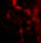 Immunity Related GTPase M antibody, 4545, ProSci, Immunofluorescence image 