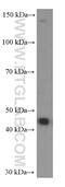 NIN1 (RPN12) Binding Protein 1 Homolog antibody, 66048-1-Ig, Proteintech Group, Western Blot image 