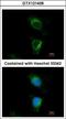 Dihydrouridine Synthase 2 antibody, GTX121408, GeneTex, Immunofluorescence image 