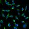 Peroxiredoxin 1 antibody, LS-B14792, Lifespan Biosciences, Immunofluorescence image 