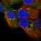 Tumor protein D52 antibody, HPA062167, Atlas Antibodies, Immunofluorescence image 