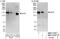 Elongator Complex Protein 1 antibody, NBP1-71918, Novus Biologicals, Western Blot image 